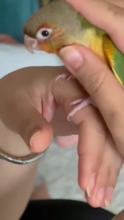 Conures birds for sale: 2 cute hand reared conures  - Video 2