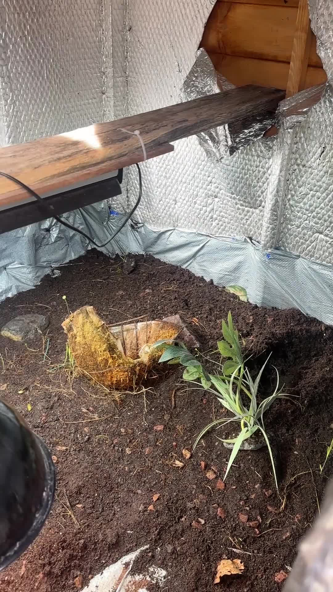 Hermann Tortoise reptiles for sale: Herman tortoises  in Malvern - Video 2