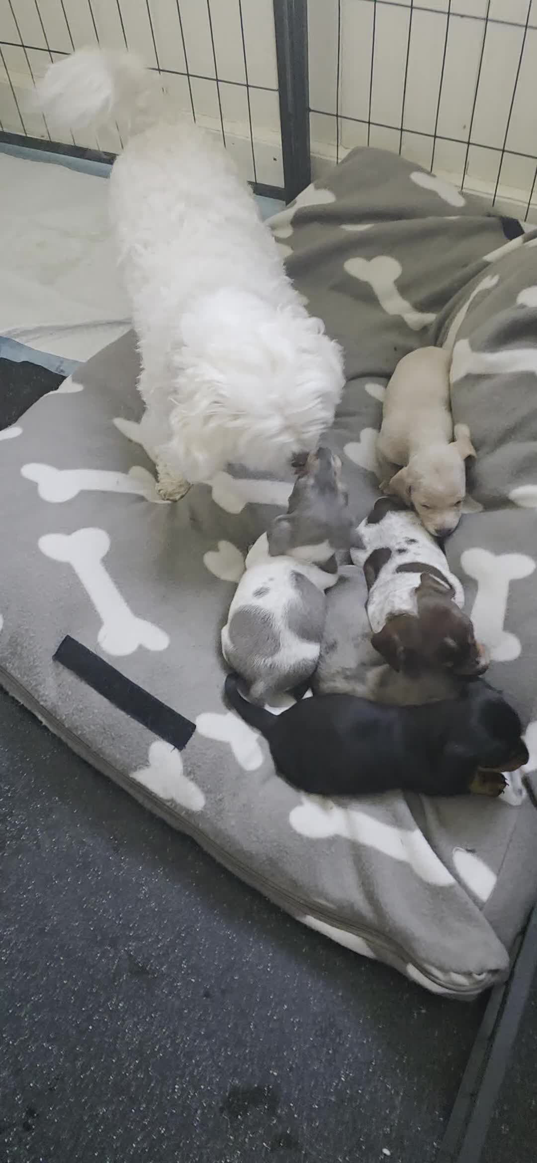 Miniature Dachshund dogs for sale: 🐾 Miniature Dachshund Puppies for Sale 🐾 in Wigan - Video 1