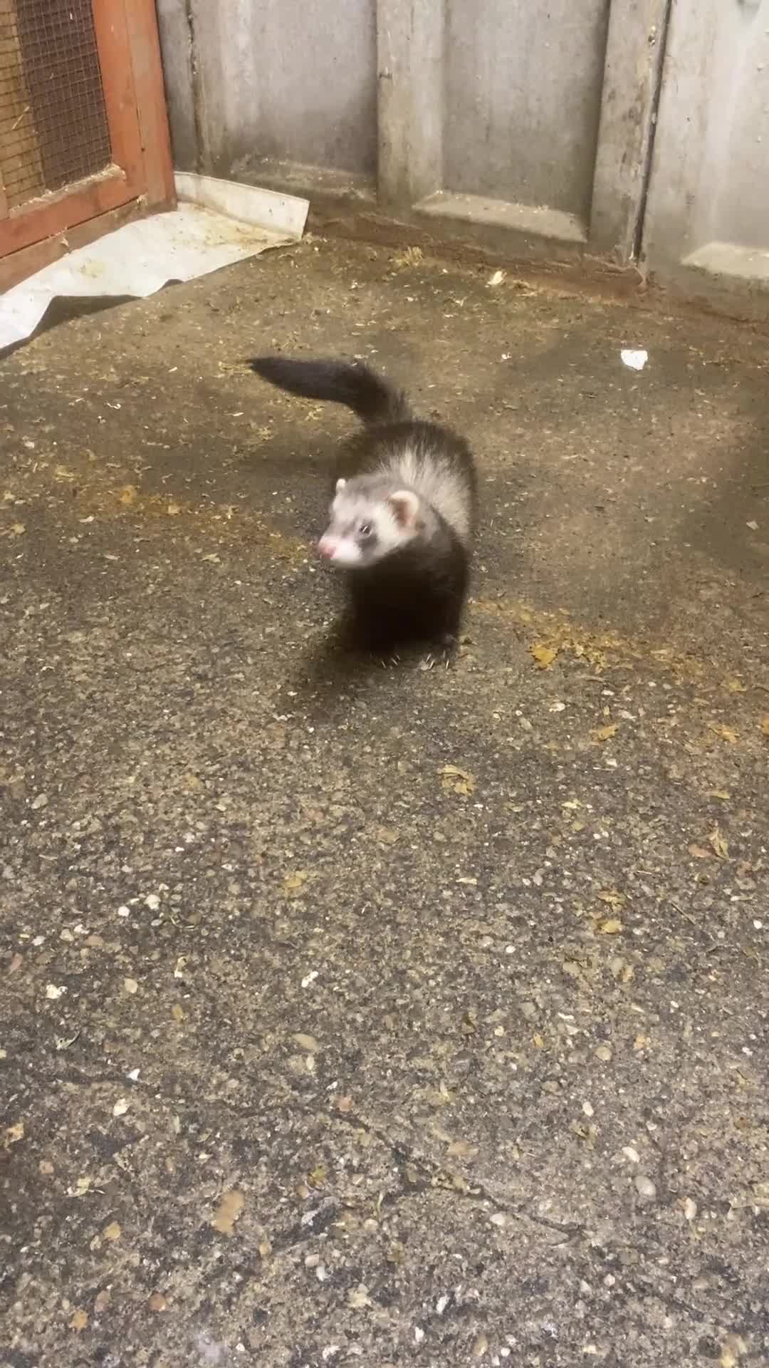 Ferret rodents for sale: Ferrets polecats 2 hobs 1 jill - Video 1