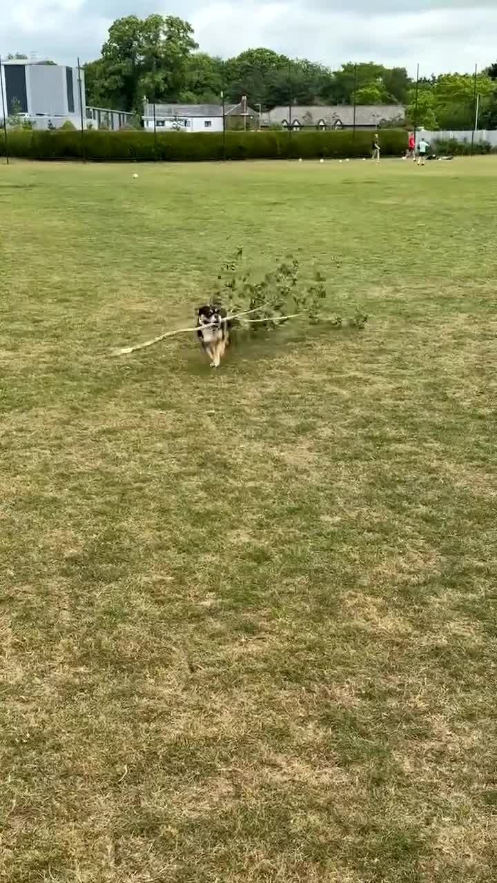 Olde English Bulldogge dogs for sale: Sophie old English bulldog - Video 4