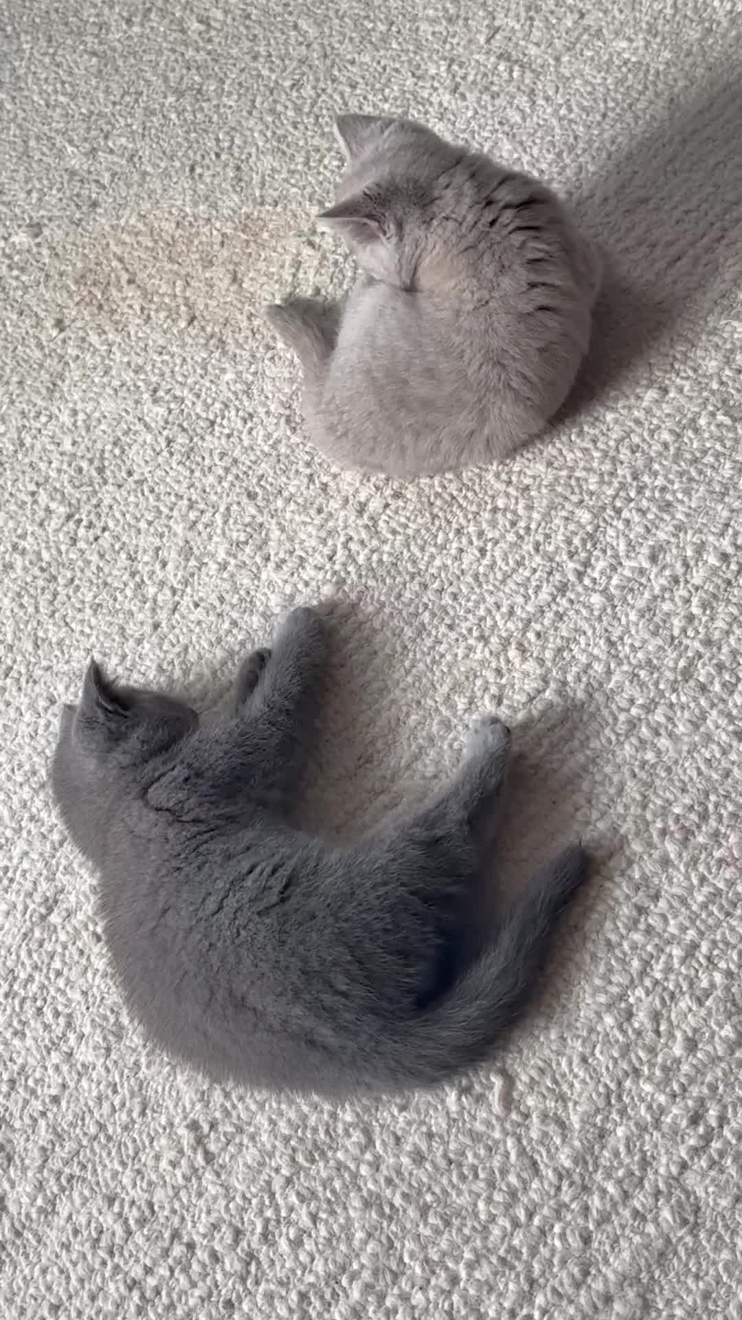 British Shorthair cats for sale: British Short Hair One Beautiful Female Available - Video 2