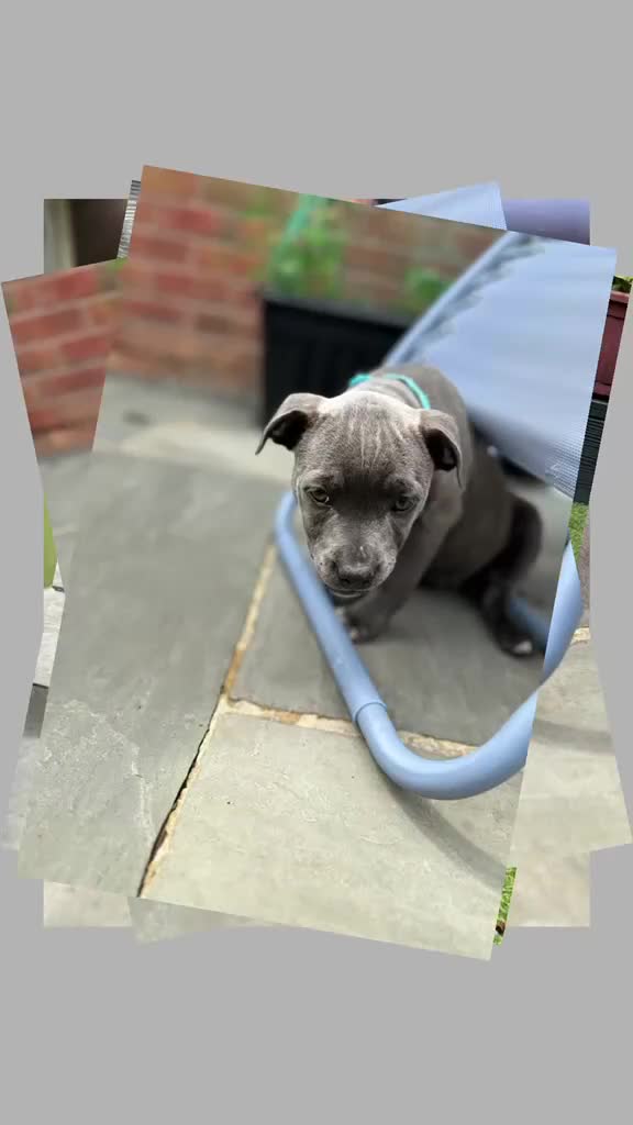 Staffordshire Bull Terrier dogs for sale: 10wk old Staffordshire Bull Terrier Puppy  - Video 1
