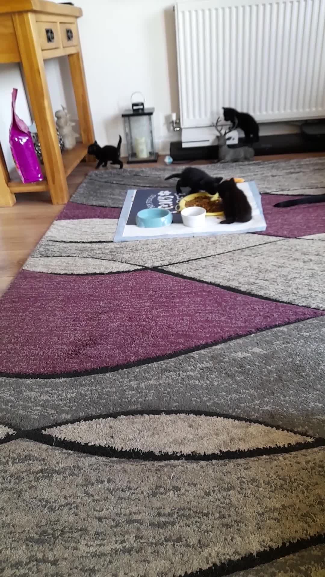 British Shorthair cats for sale: 3 very lively female Black kittens  - Video 2