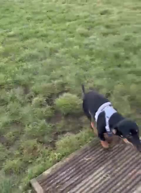 Dachshund dogs for adoption: Rocky needs Love  - Video 4