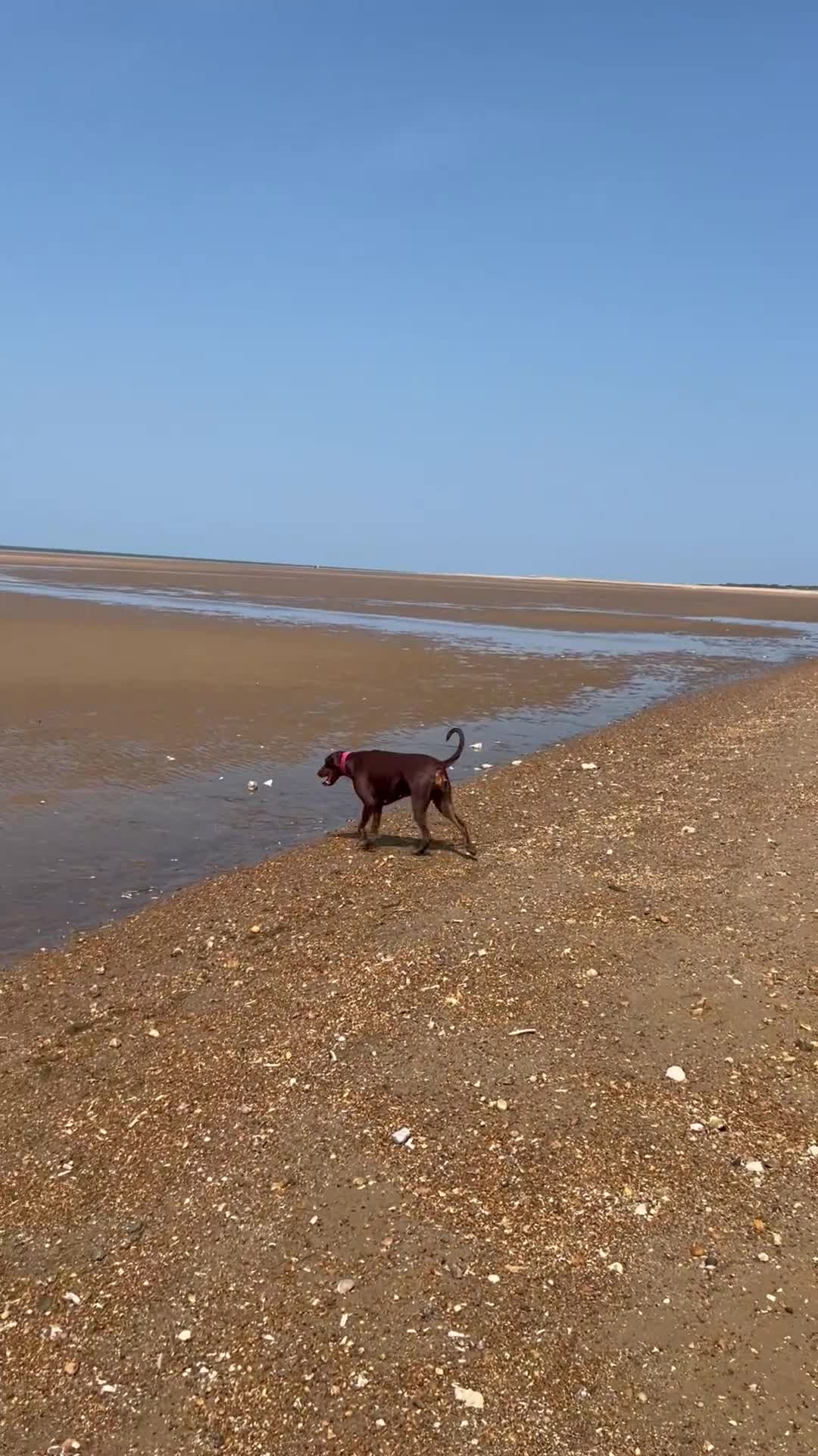 Dobermann dogs for sale: KC Registered Doberman Puppies 🐾 - Video 3