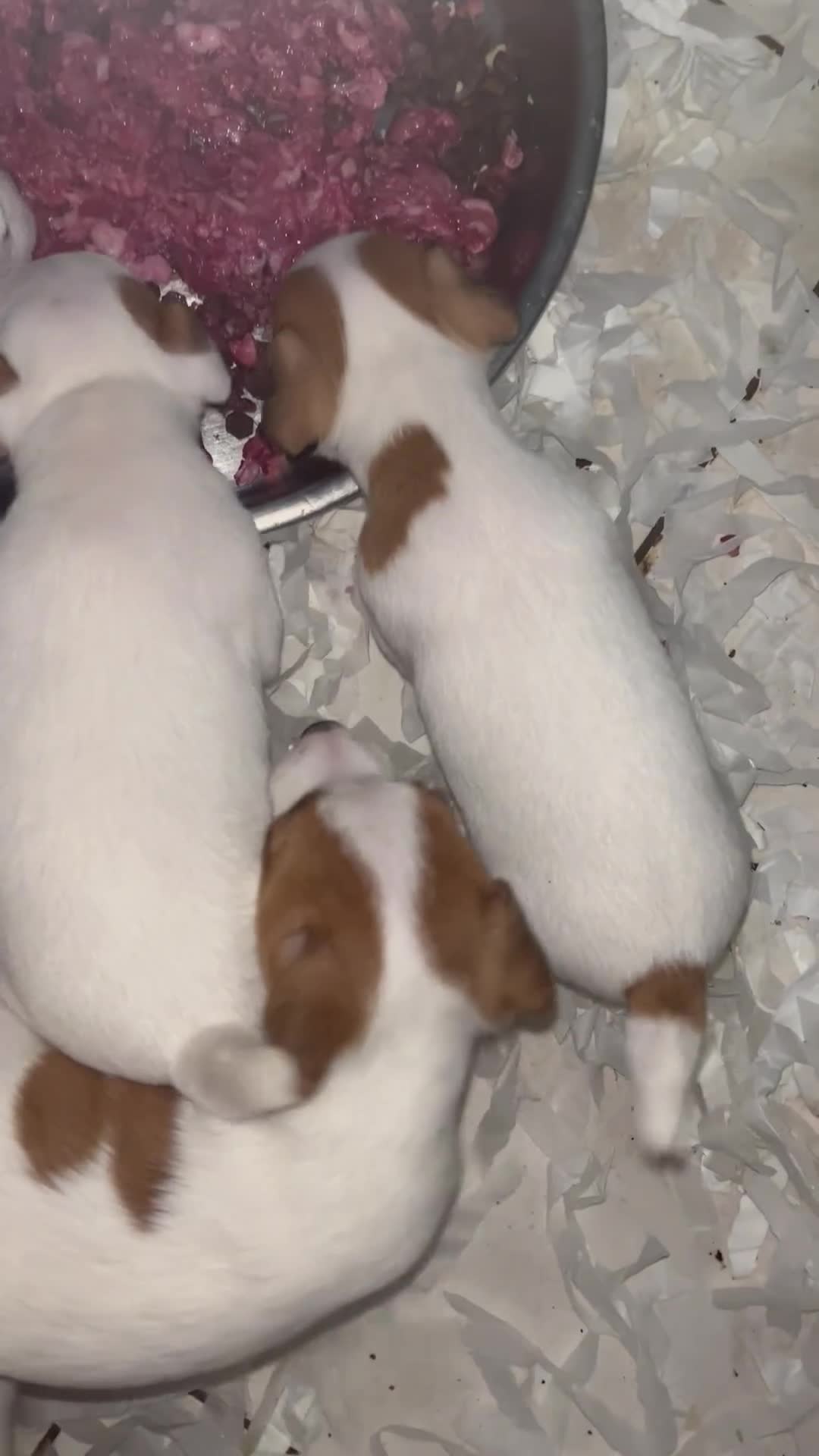 Jack Russell dogs for sale: Jack Russell Dog pup - Video 2