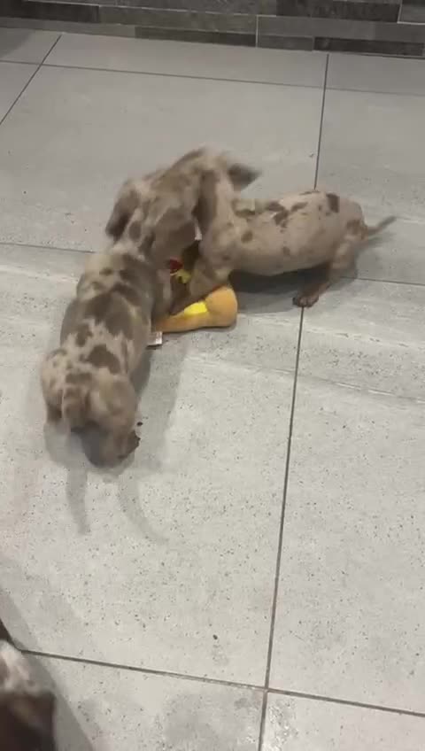 Miniature Dachshund dogs for sale: Miniature Dachsunds  - Video 1