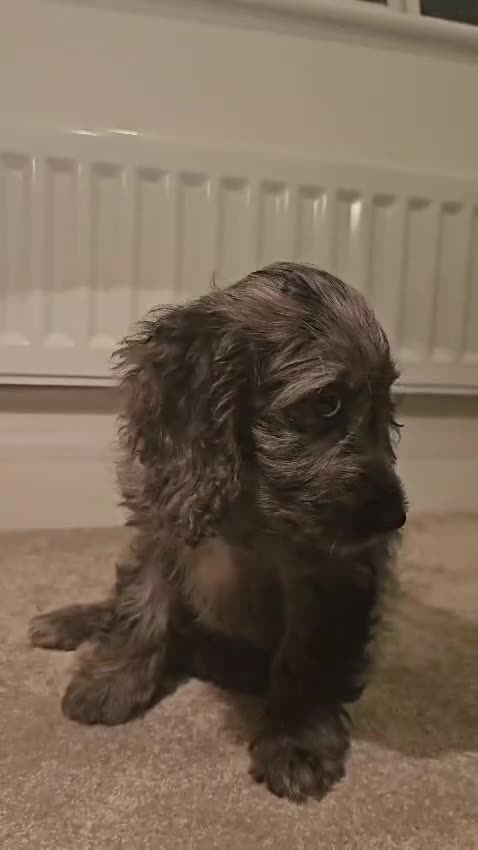 Cockapoo dogs for sale: Gorgeous F1 Cockapoo Puppies  - Video 1