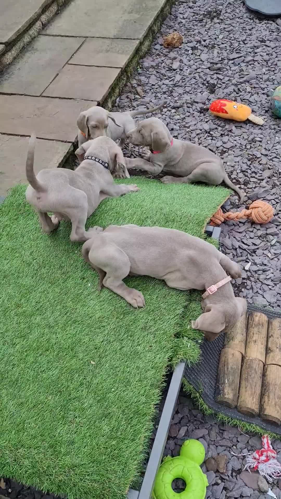 Weimaraner dogs for sale: Beautiful boy and girl looking for homes - Video 2
