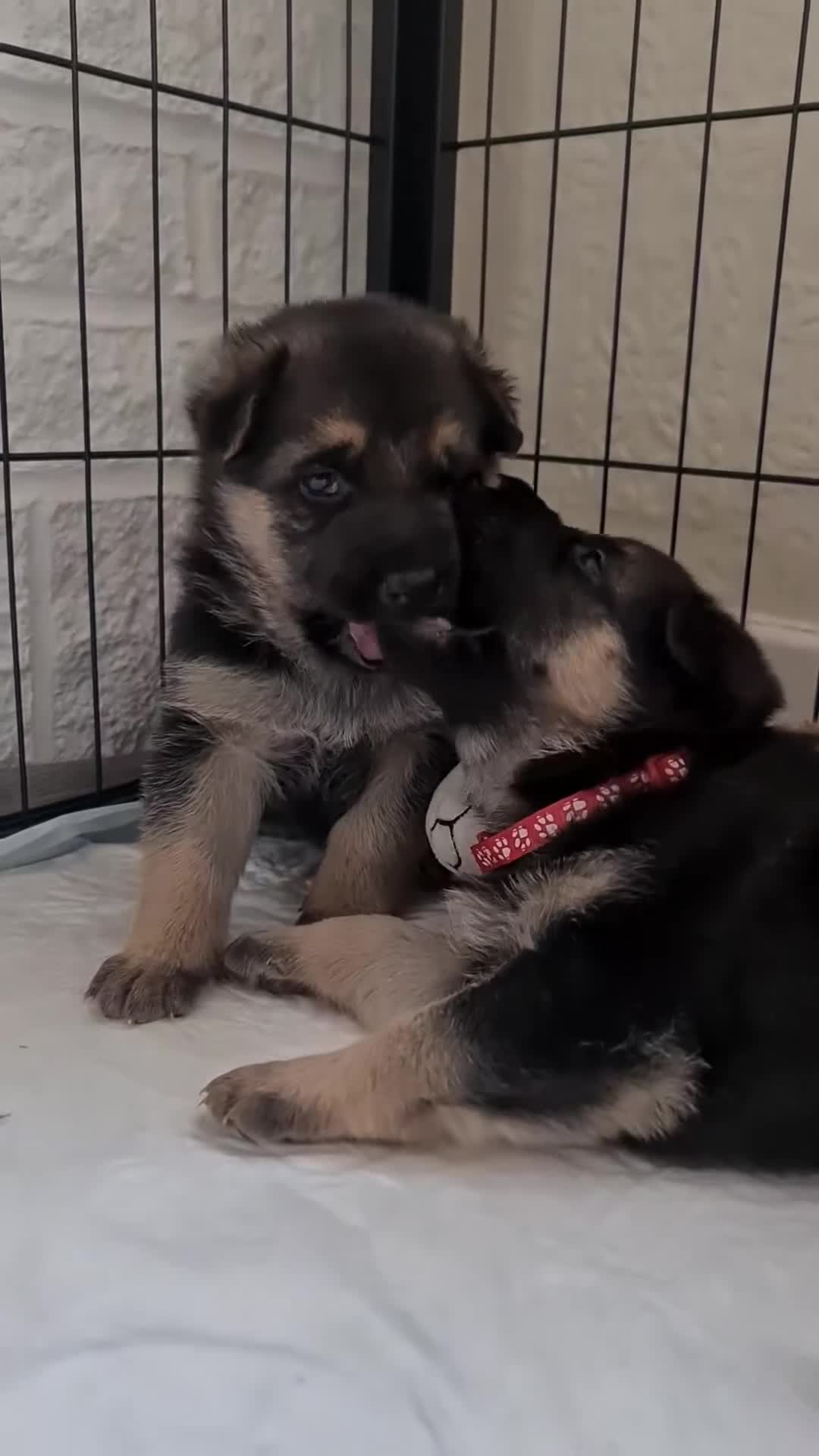 German Shepherd dogs for sale:  Kc Purebred German Shepherd  - Video 1