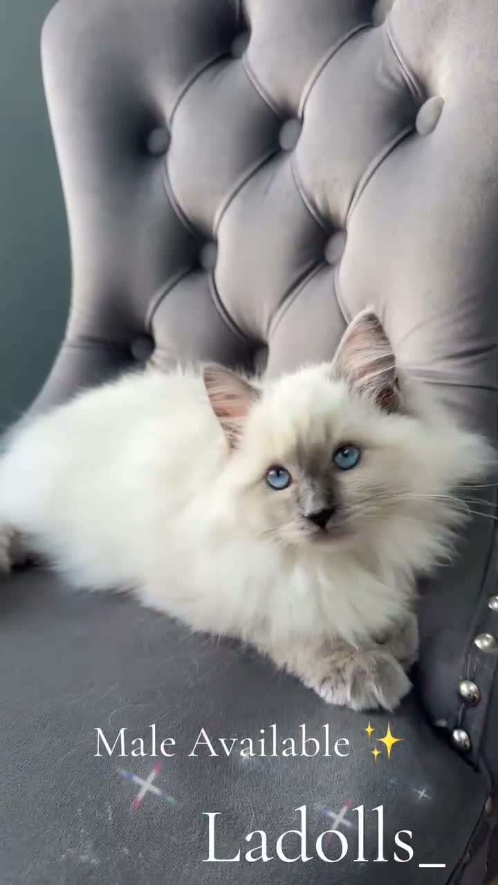 Ragdoll cats for sale: Pure Ragdoll Kitties available ✨ - Video 2