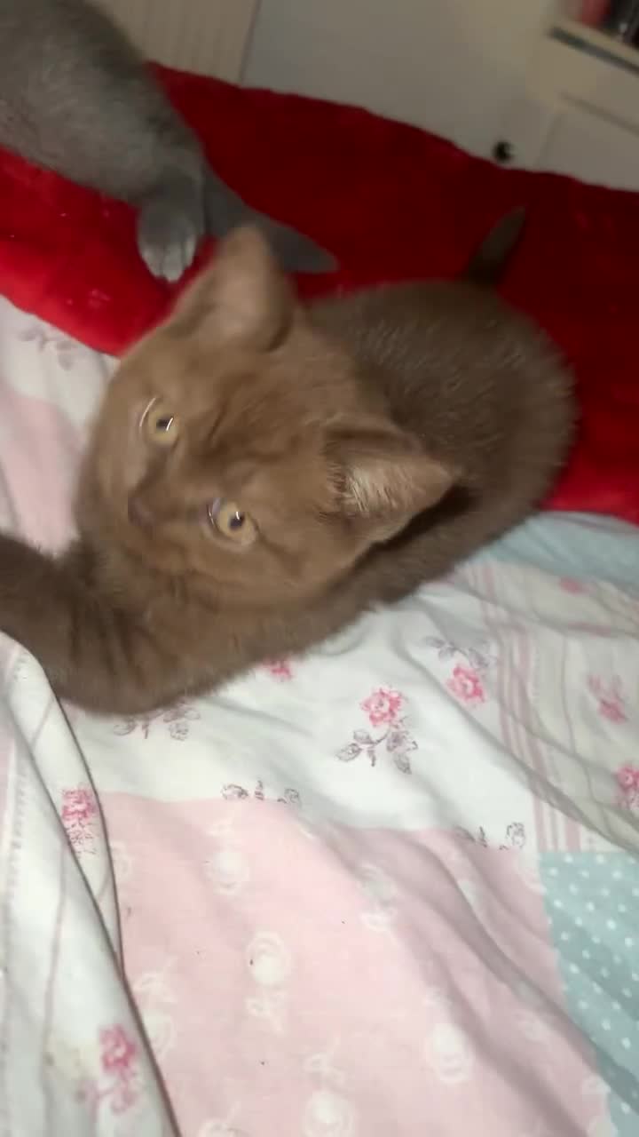 British Shorthair cats for sale: British short hair kitten - Video 3