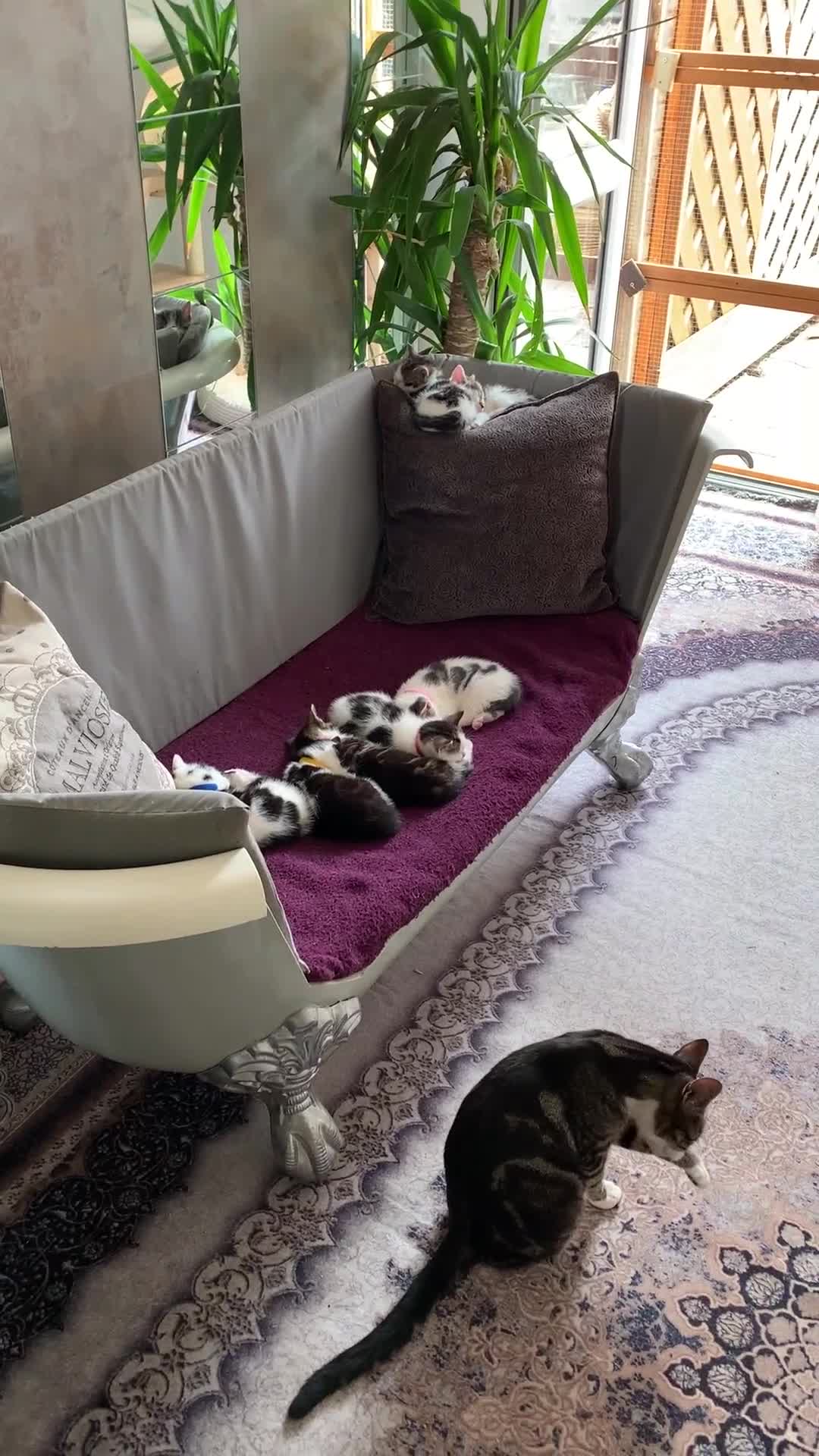 British Shorthair cats for sale: Gorgeous Kittens  - Video 1