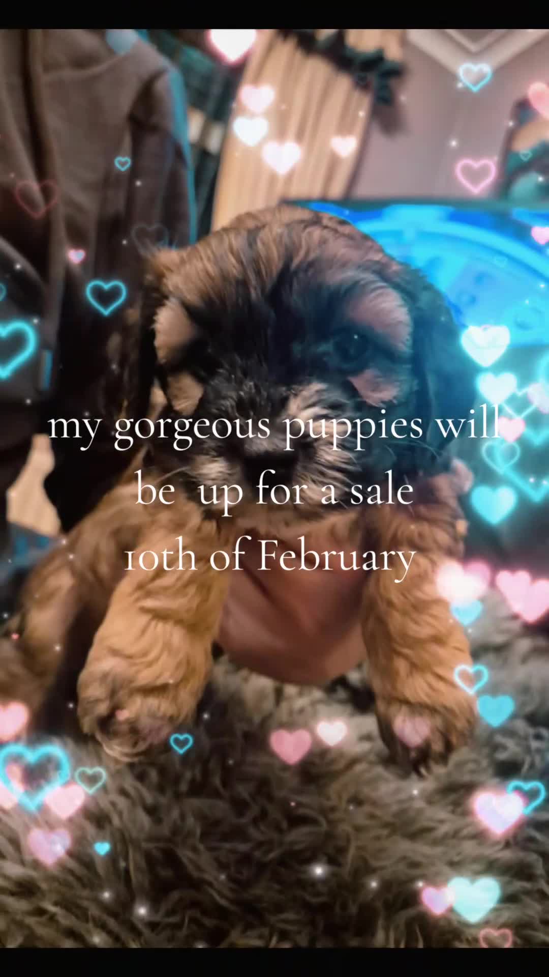 Mixed Breed dogs for sale: Mixed-breed  - Video 1