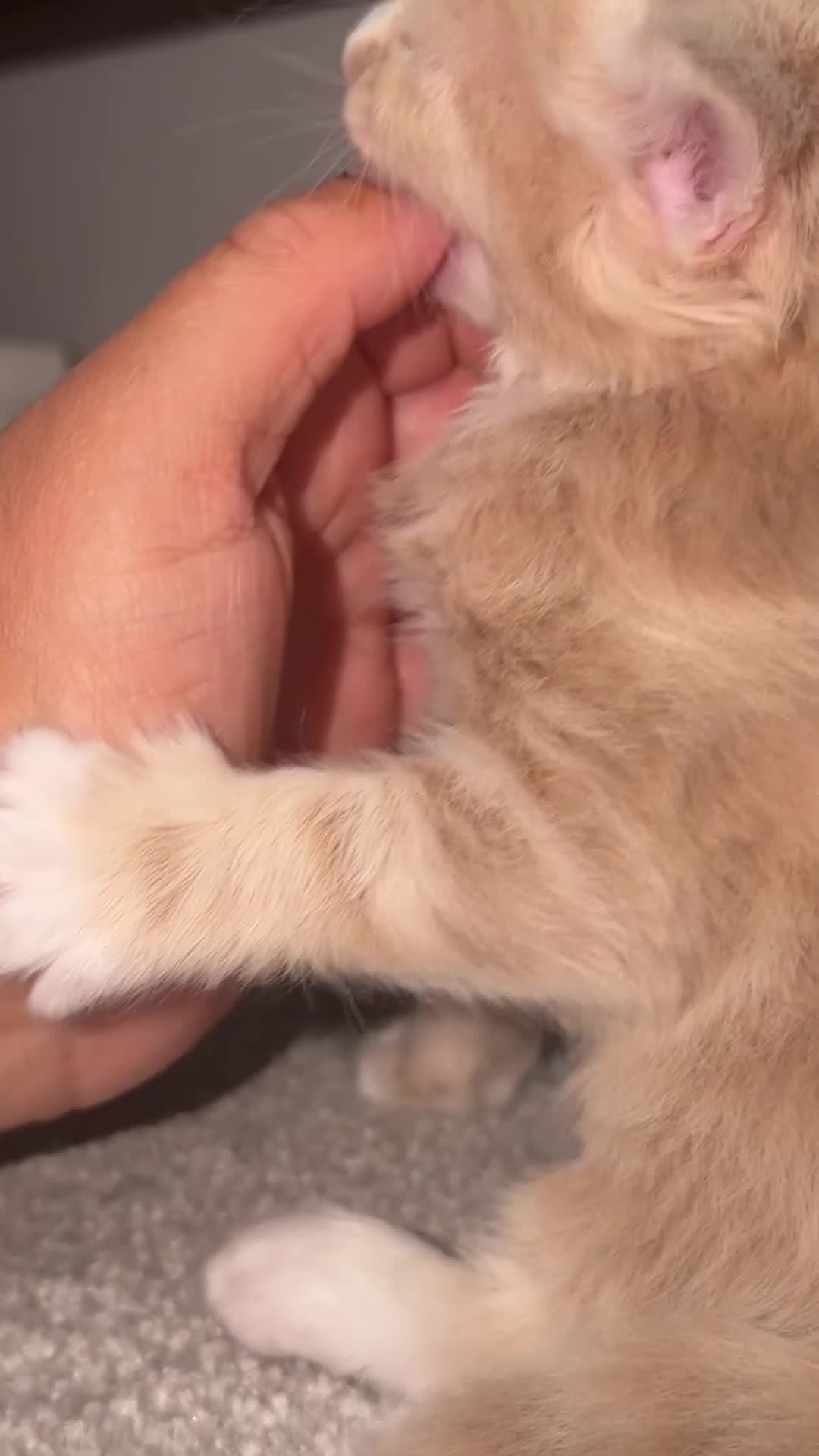 Mixed Breed cats for sale: Maine Coon & British Shorthair  - Video 2