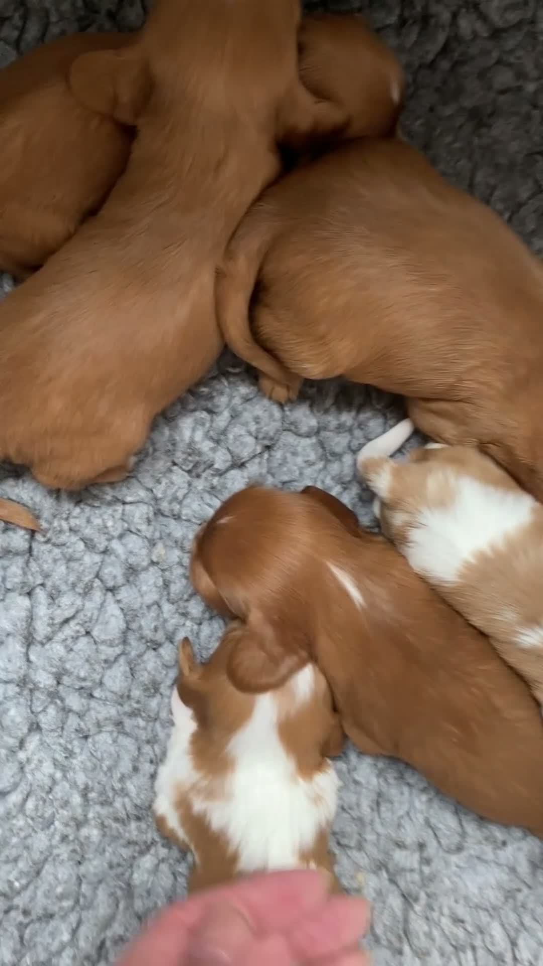 Cavalier King Charles Spaniel dogs for sale: Chocolate Visual CKCS  - Video 1