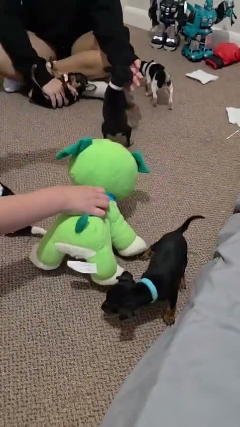 Miniature Pinscher dogs for sale: Stunning Miniature Pinscher Puppies–3Girls & 2Boys - Video 2