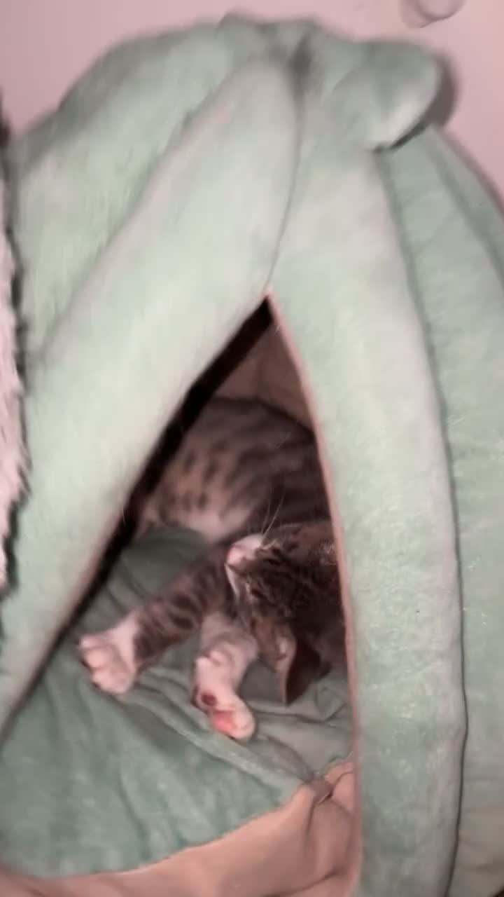 British Shorthair cats for sale: Missy & her 3 kittens & adopted rescue kitten scar - Video 2