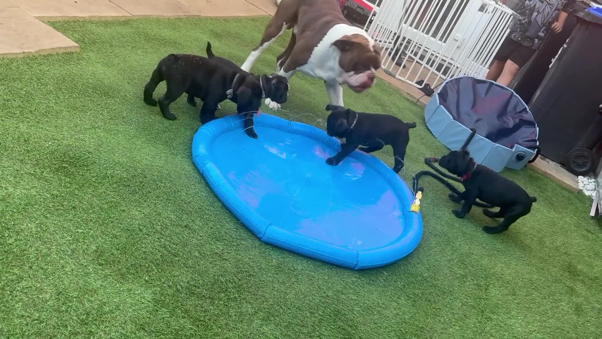 Mixed Breed dogs for sale: 🐾 French Bulldog × Olde English Bulldog Pups 🐾 - Video 1