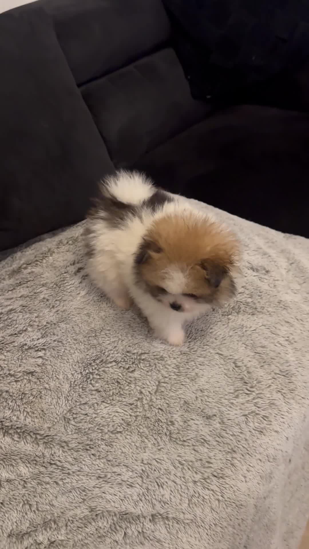 Pomeranian dogs for sale: Unique patterned Pomeranians 🩵🩷 - Video 4