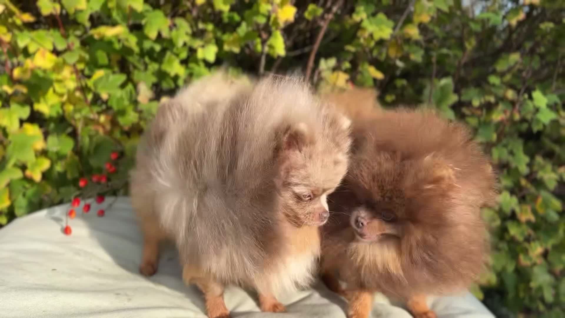 Pomeranian dogs for sale: Lilac & tan Merle boy - Video 1