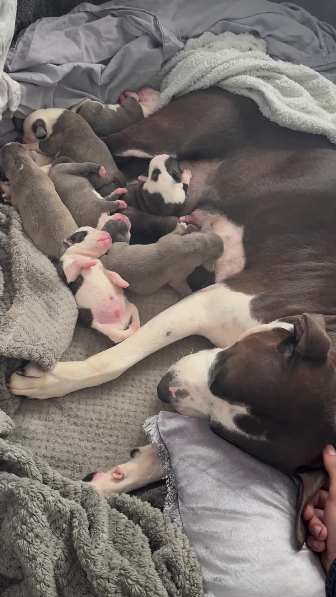 Staffordshire Bull Terrier dogs for sale: Beautiful Staffordshire bull terrier puppies  - Video 1