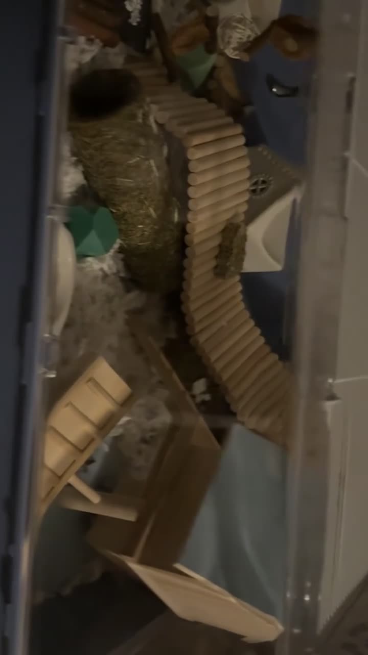 Hamster rodents for sale: Hamsters - Video 5