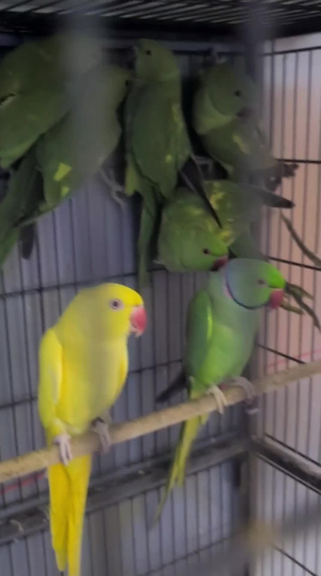 Ringnecks birds for sale: Ringneck Green - Video 2