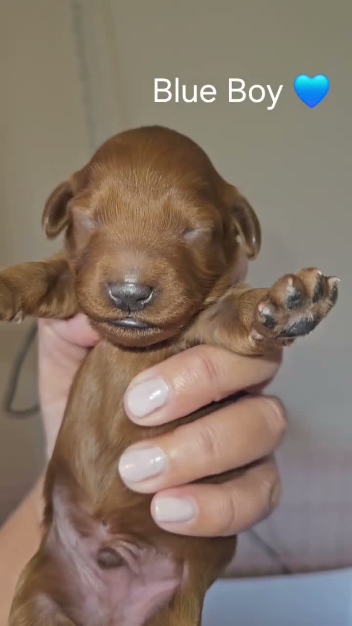 Cavapoo dogs for sale: Licensed breeder,dna clear red tiny cavapoo pups  - Video 3