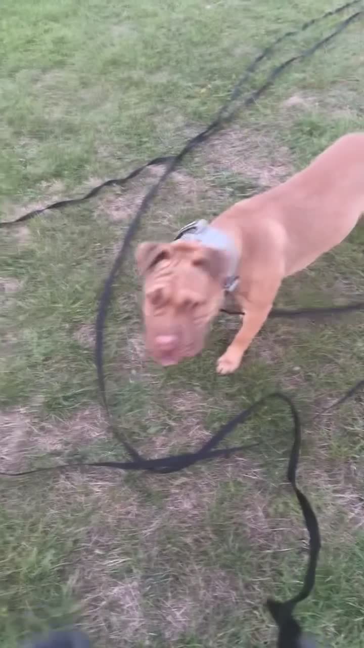 Mixed Breed dogs for sale: Kilo  - Video 4