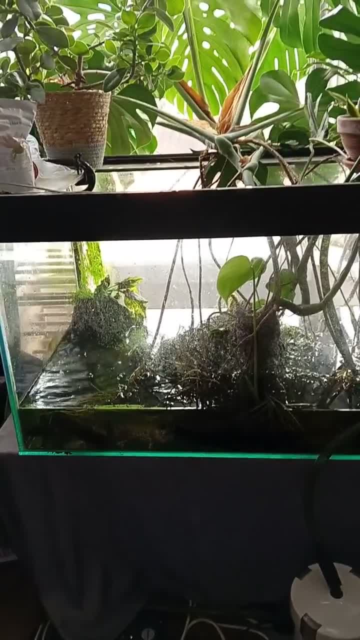 Axolotl reptiles for sale: Professional axolotl setup and 4 axolotl. in Neath - Video 1