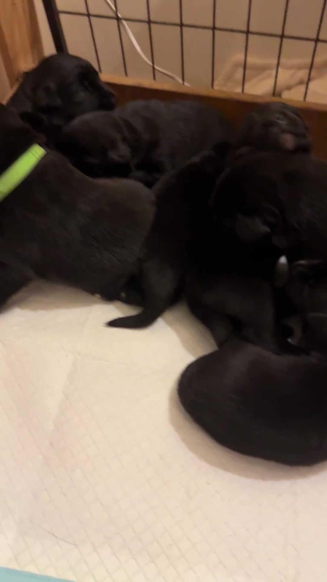 Borador dogs for sale: Borador puppies for sale - Video 1