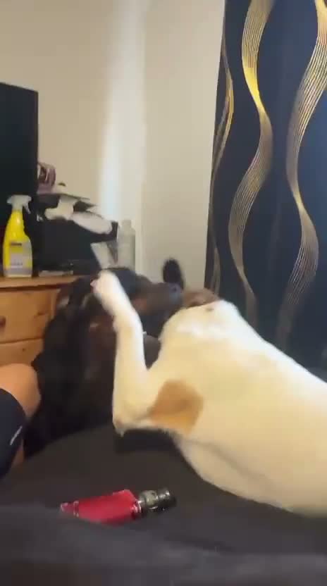 Mixed Breed dogs for adoption: Bagel for adoption in Walsall - Video 1