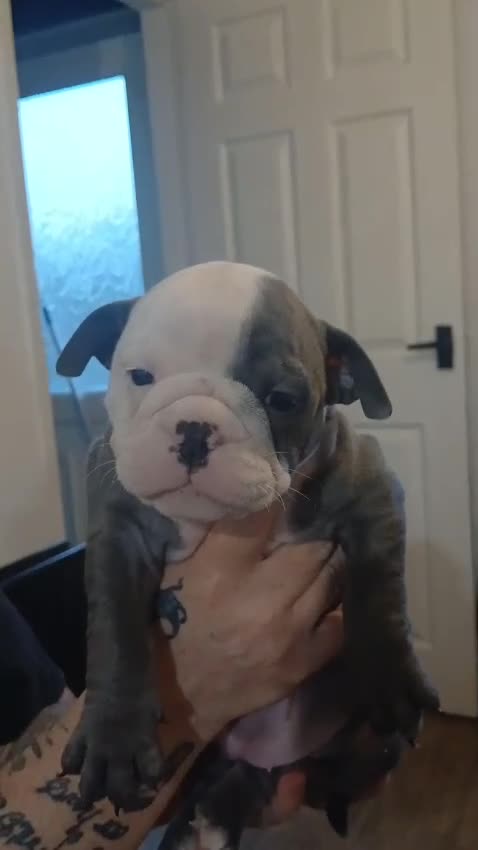 Olde English Bulldogge dogs for sale: English bulldogs  - Video 1