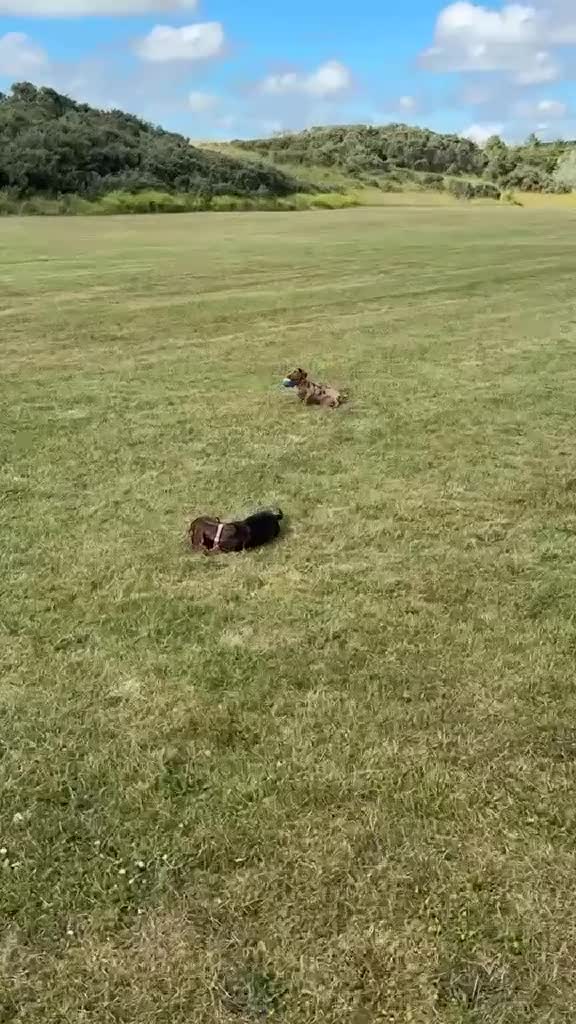 Miniature Dachshund dogs for sale: 2 bonded mini dachshund girls (price for both) - Video 1