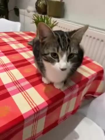 British Shorthair cats for sale: Mr. Larry  - Video 1