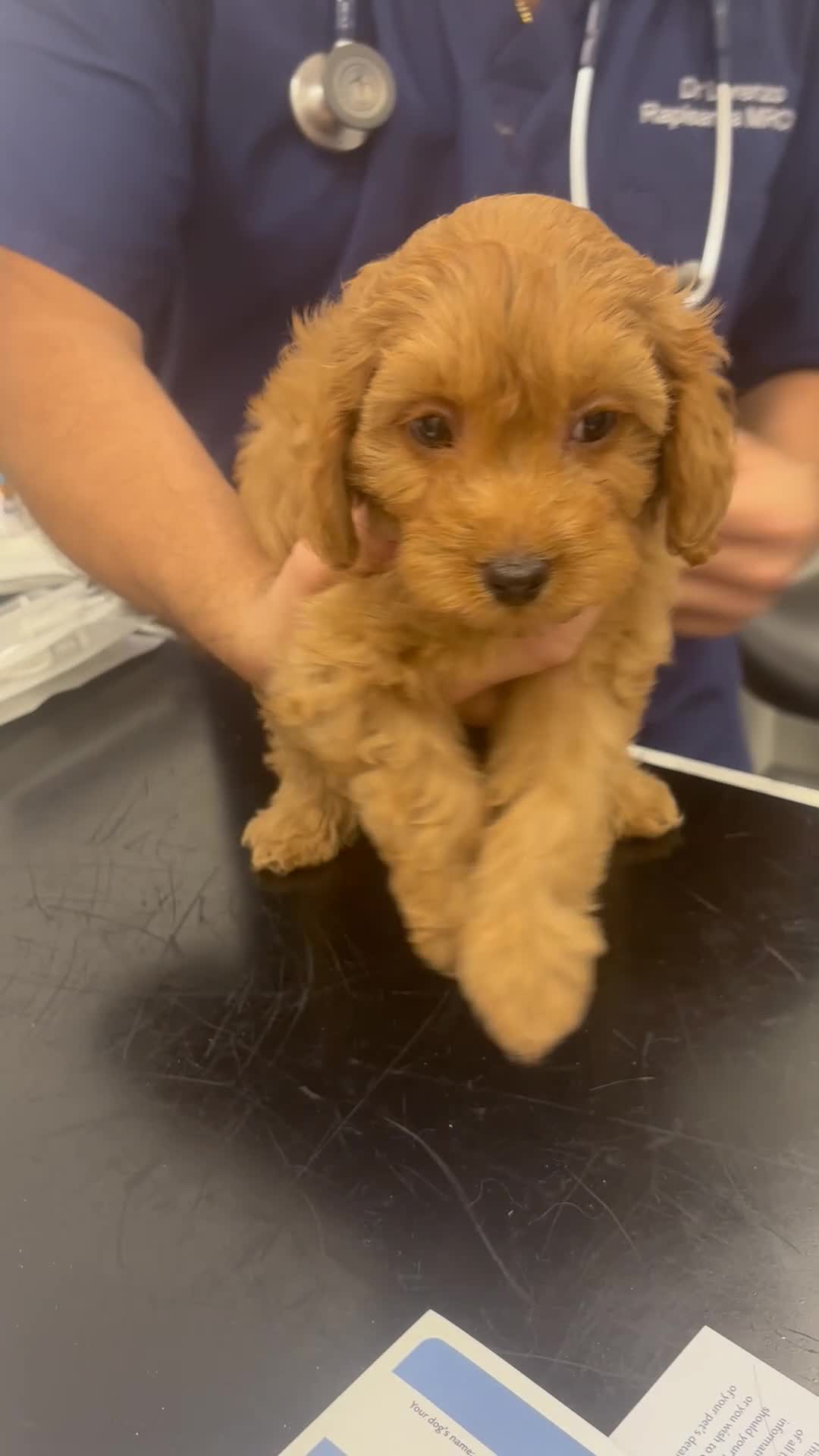 Cavapoo dogs for sale: ⭐️6 CAVAPOO’S Ready Now in CHESHIRE⭐️ - Video 4