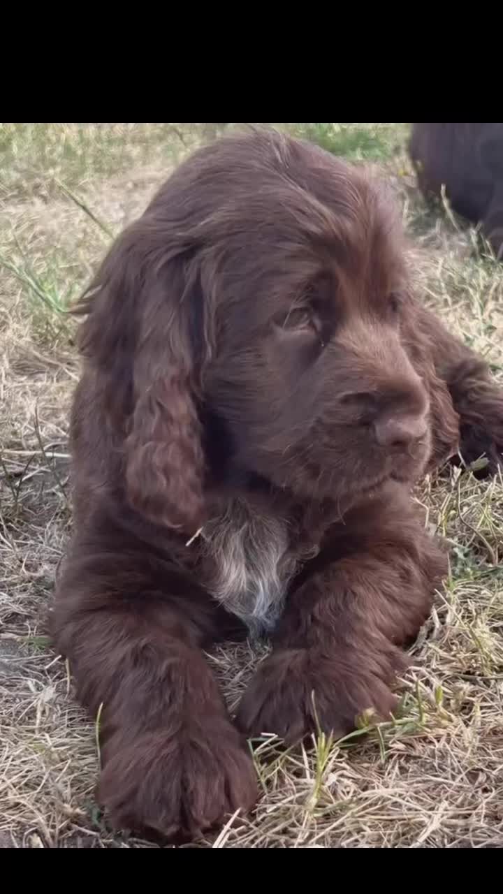 Cocker Spaniel dogs for sale: Last little princess 😢 - Video 1