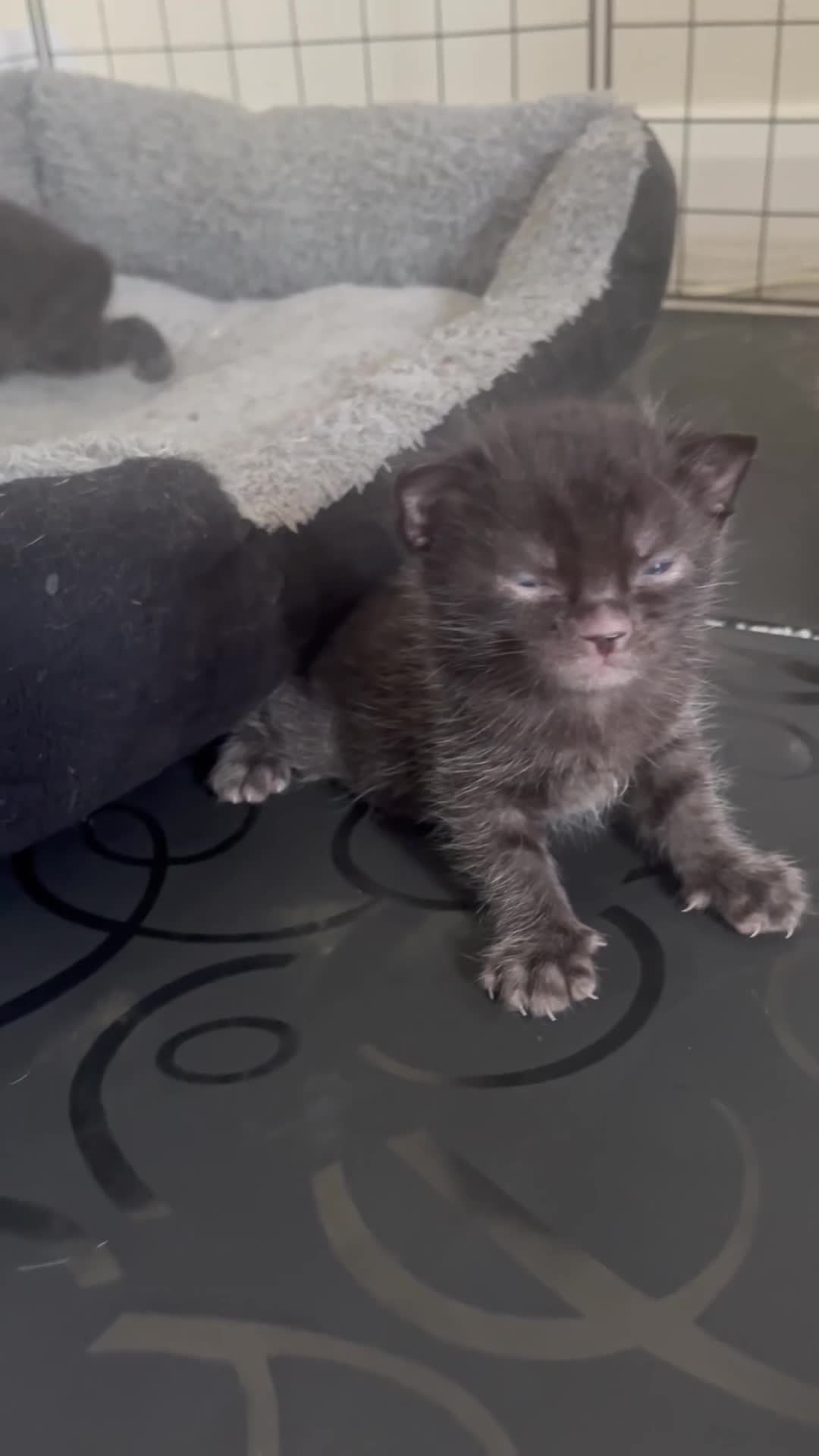 Bengal cats for sale: Beautiful kittens  in Swindon - Video 3