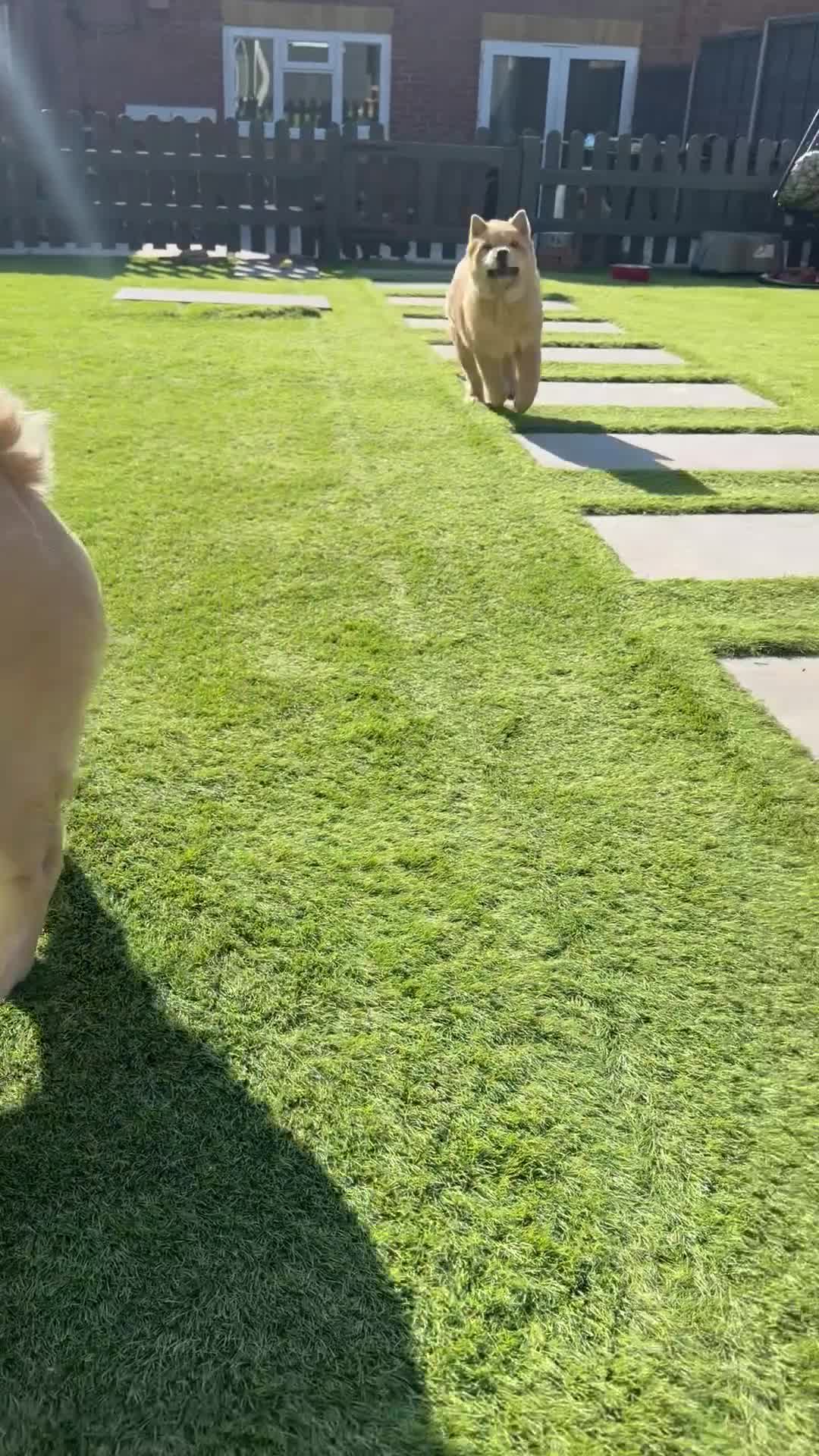 Chow Chow dogs for sale: Female fawn smooth coat chow chow  - Video 1