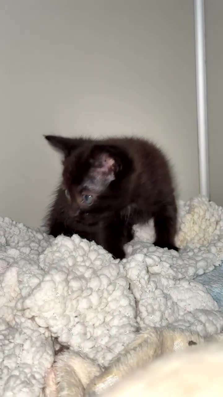 Mixed Breed cats for sale: 3 females left! - Video 1