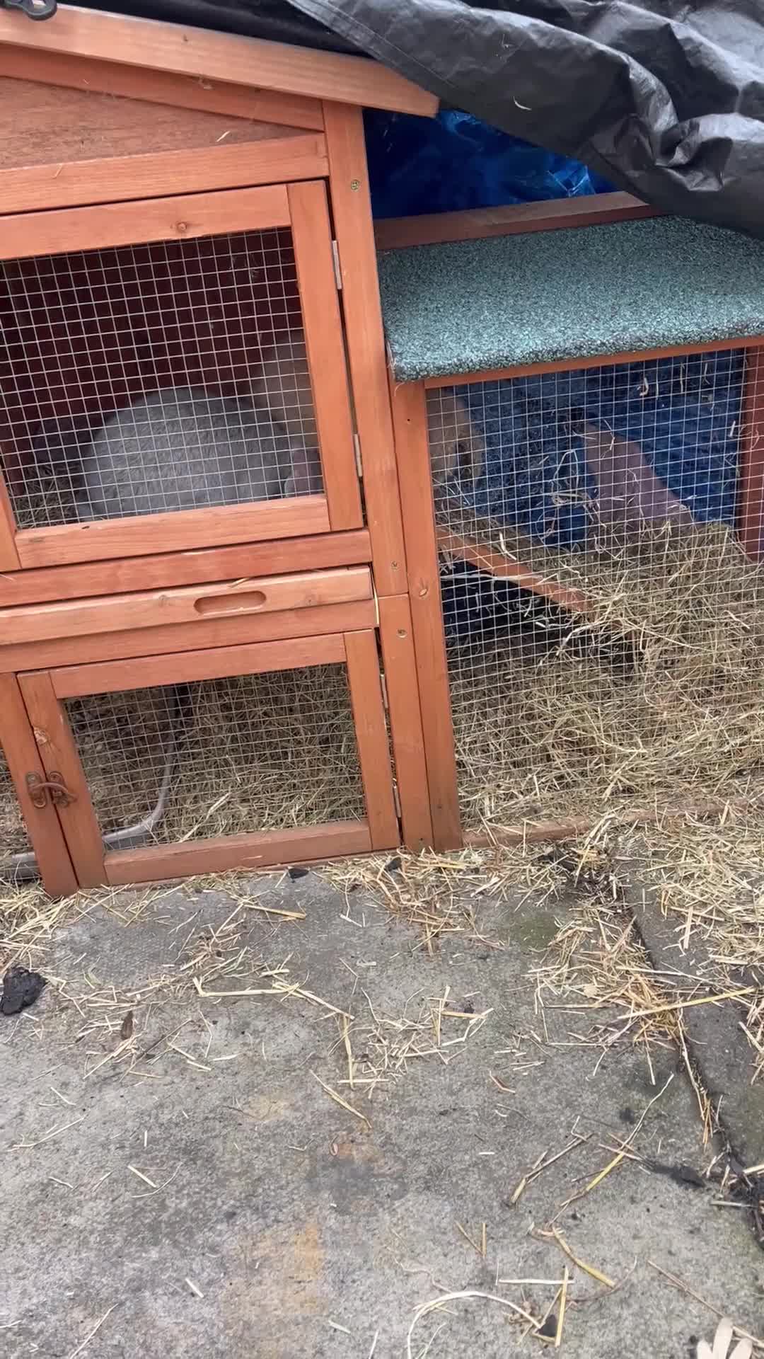 Mini Lop rabbits for sale: 2 gorgeous mini lop rabbits Thumper and Daisy - Video 1
