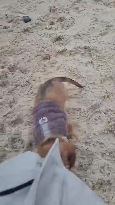 Miniature Dachshund dogs for sale: Miniature long haired daschunds  - Video 2