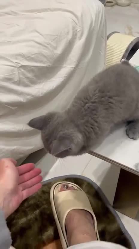 British Shorthair cats for sale: Beautiful Male Cat – Loving Home Needed - Video 1