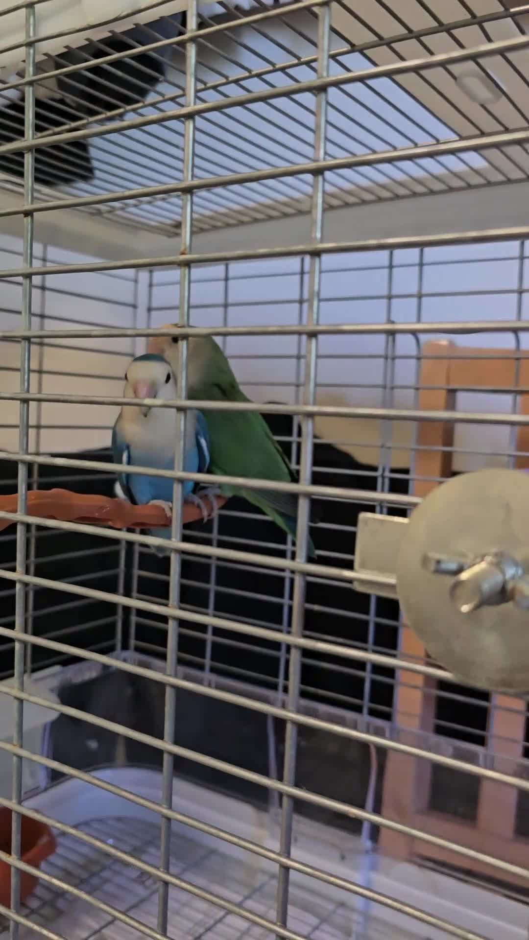 Lovebirds birds for sale: Pair lovebirds  - Video 1