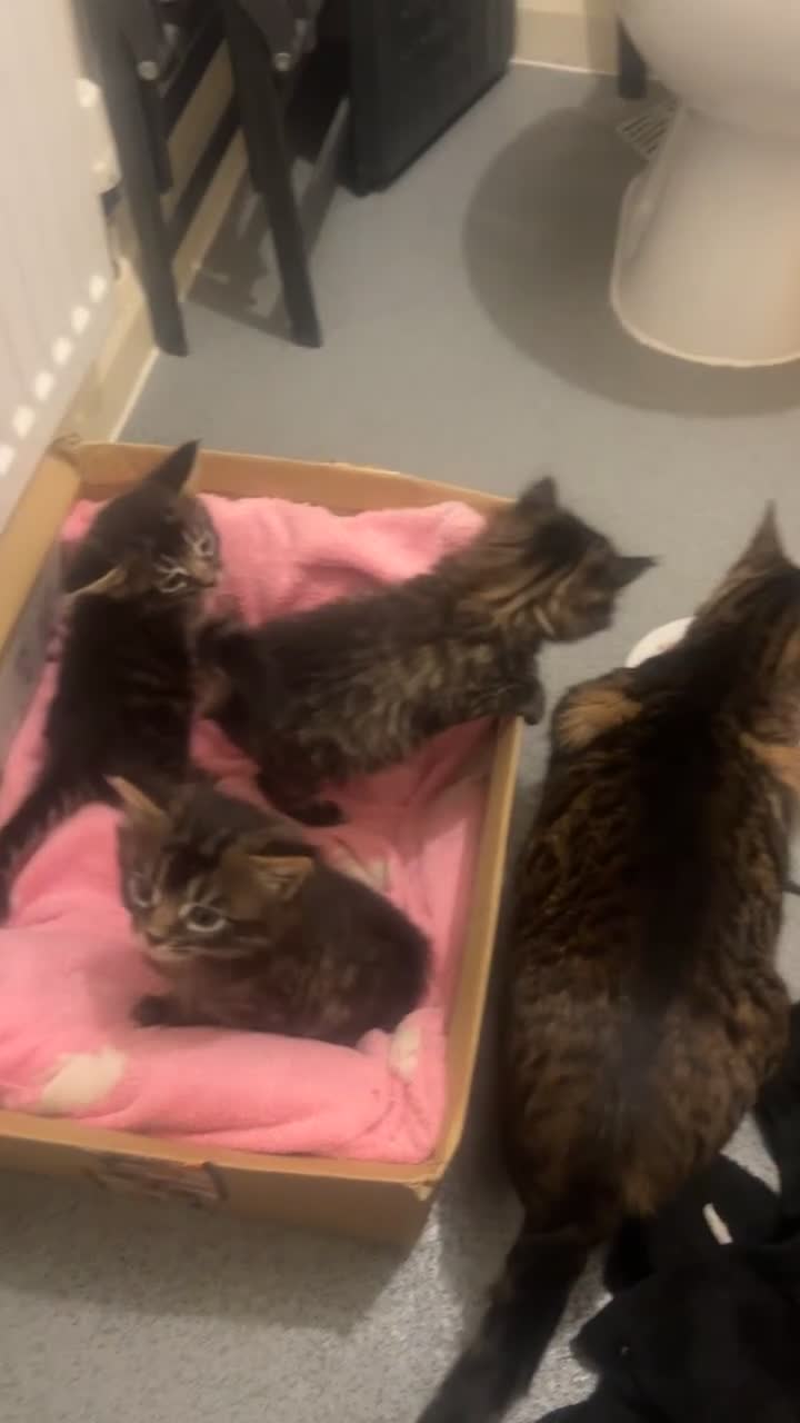 Bengal cats for sale: 3 beautiful, chunky, friendly Bengal X kittens - Video 1