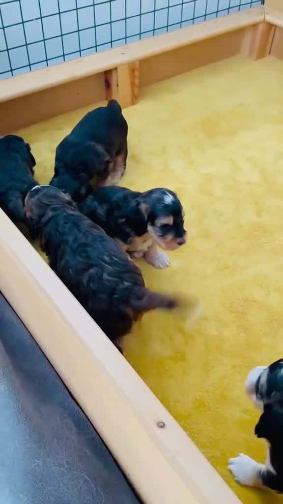 Cockapoo dogs for sale: First generation Cockapoos both KC parents  - Video 1