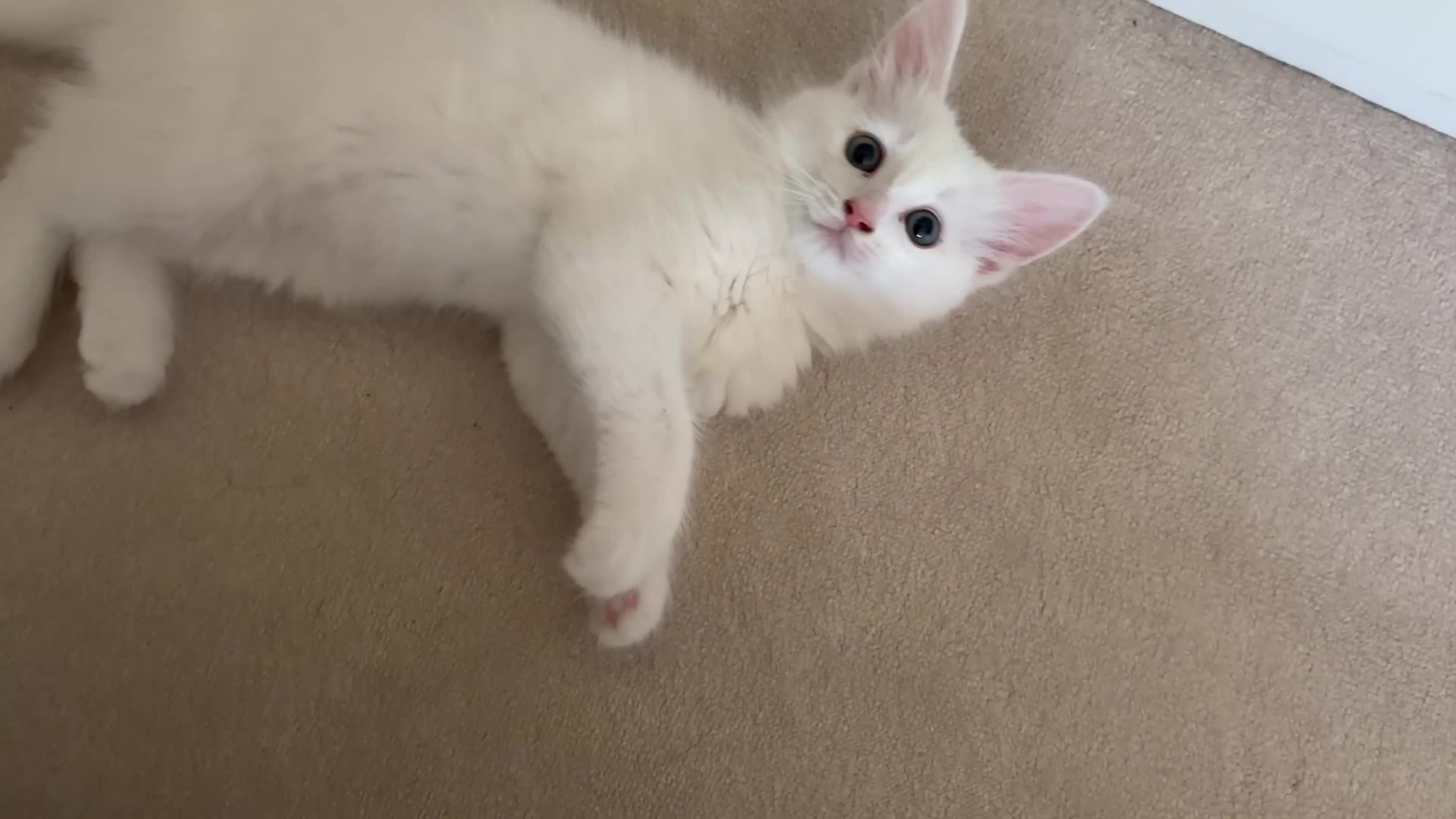 Mixed Breed cats for sale: Beautiful Mixed Ragdoll Tabby boy in Birmingham - Video 1