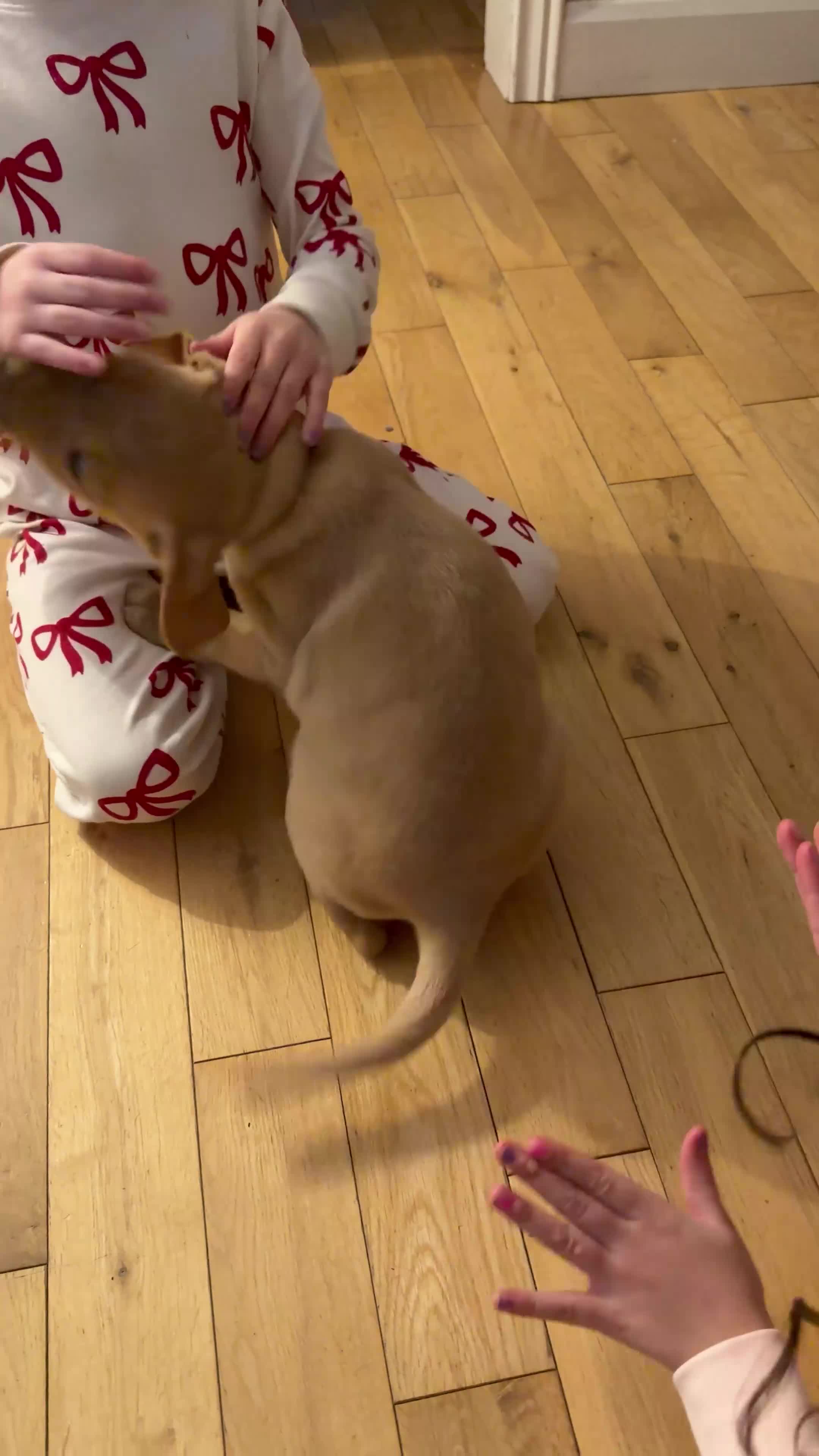 Labrador Retriever dogs for sale: KC Reg Labrador Puppies (mix of Red/blonde) - Video 1